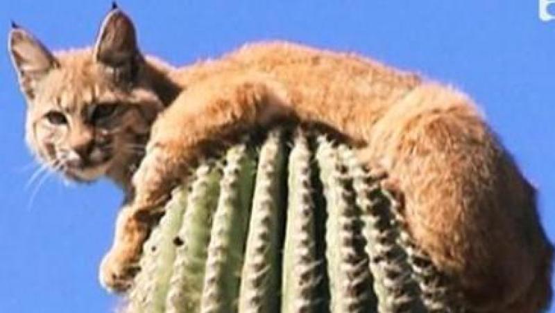 VIDEO! Un ras a stat sase ore pe un cactus urias. Vezi de ce!
