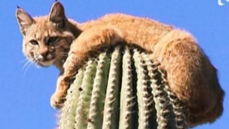 VIDEO! Un ras a stat sase ore pe un cactus urias. Vezi de ce!