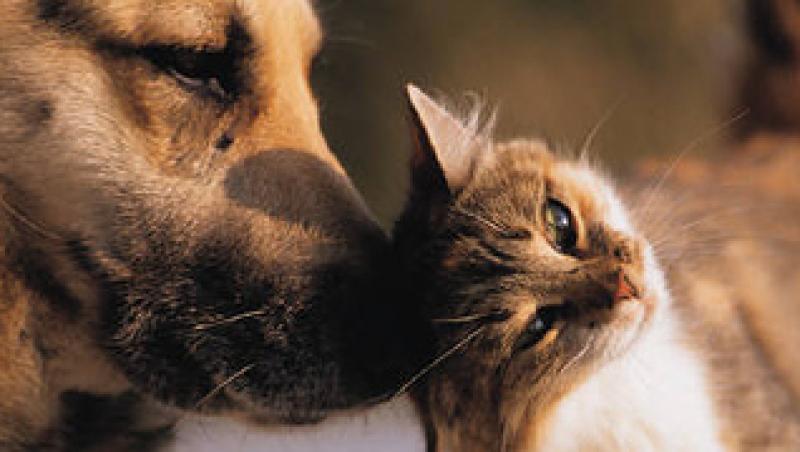 Pisicile si cainii - folositi ca terapie in inchisori
