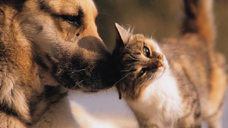 Pisicile si cainii - folositi ca terapie in inchisori