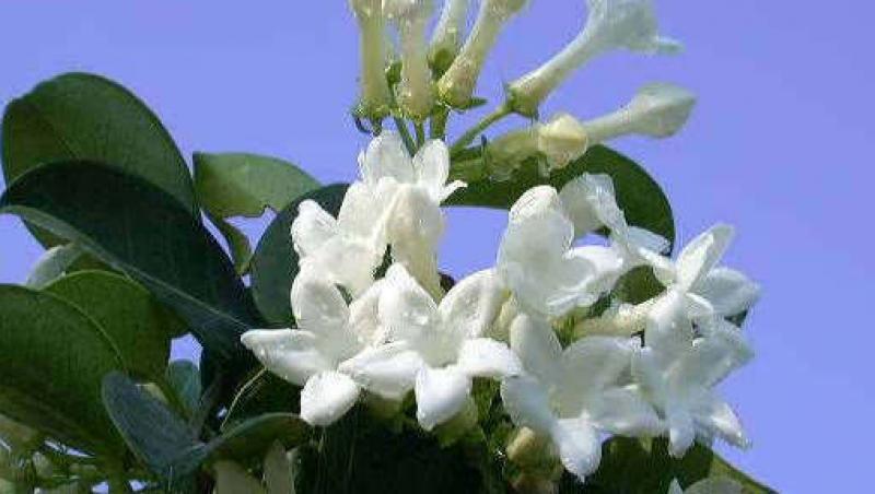 Gradina: Iasomia de Madagascar, o planta pretentioasa