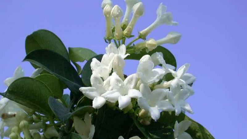 Gradina: Iasomia de Madagascar, o planta pretentioasa