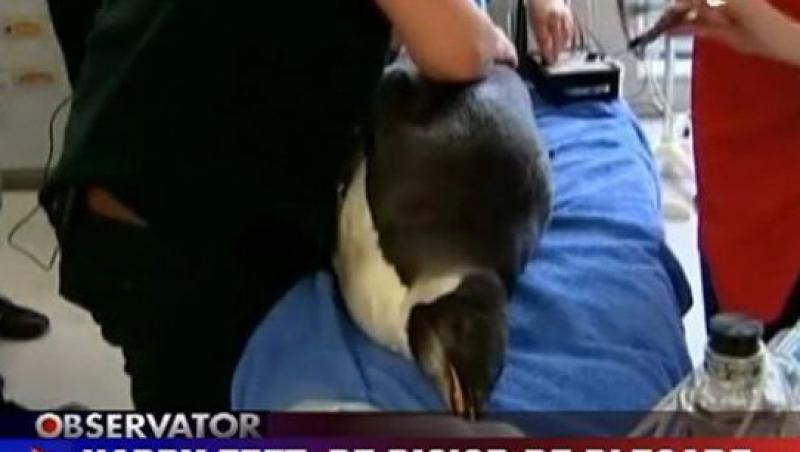 VIDEO! Happy Feet, pinguinul care a ajuns in Noua Zeelanda, pe picior de plecare catre Antarctica