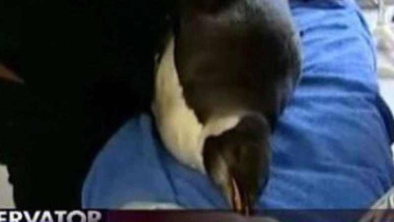 VIDEO! Happy Feet, pinguinul care a ajuns in Noua Zeelanda, pe picior de plecare catre Antarctica