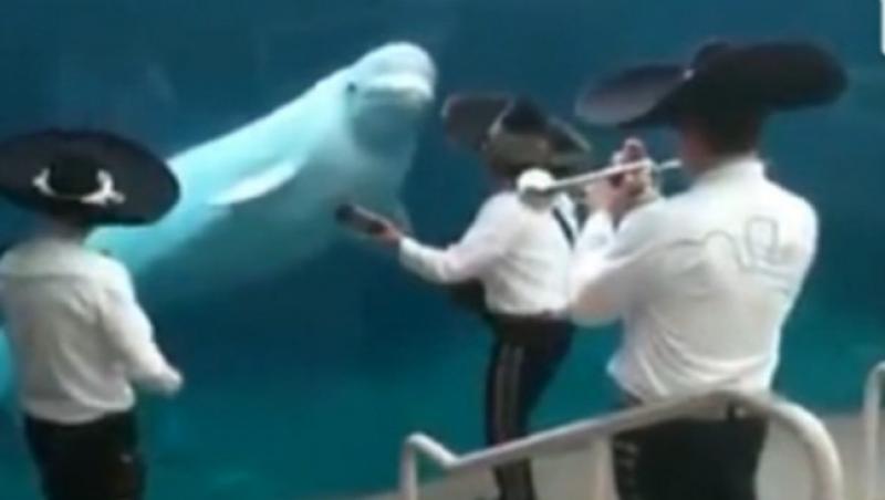 VIDEO! Vezi cea mai infocata melomana dintre balene!