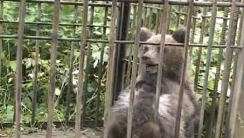 VIDEO! Pui de urs, salvati dintre masini la Sinaia