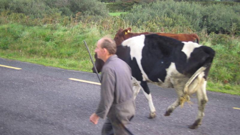 Trotuare pentru vaci, intr-o comuna din judetul Gorj