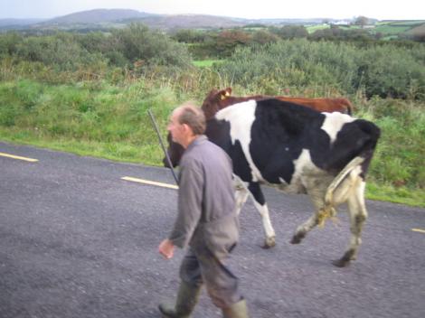 Trotuare pentru vaci, intr-o comuna din judetul Gorj