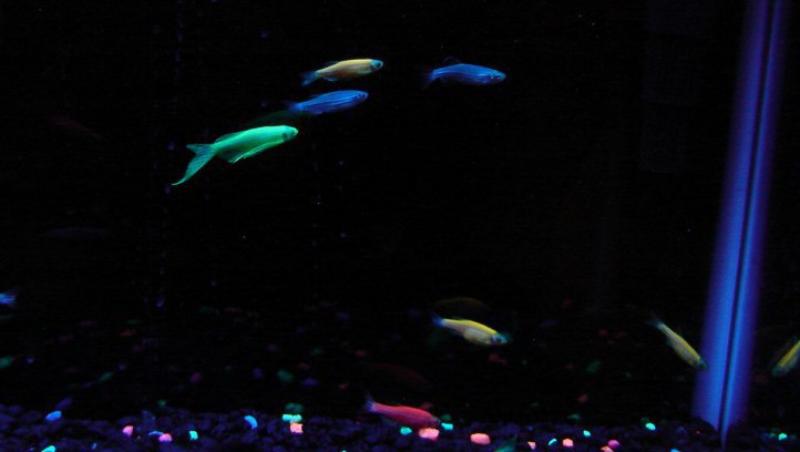 FOTO! GloFish - pestele hibrid care straluceste in intuneric