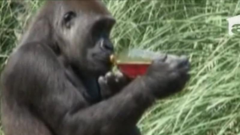 VIDEO! La o gradina zoologica din Anglia, gorilele sunt tratate cu ceai de fructe