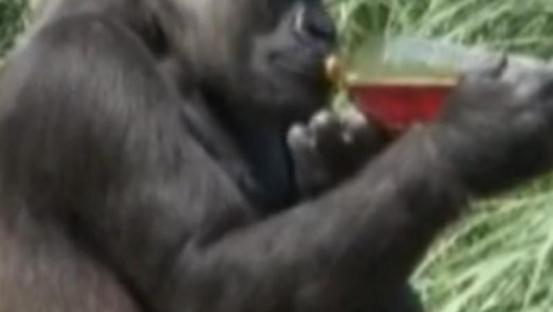 VIDEO! La o gradina zoologica din Anglia, gorilele sunt tratate cu ceai de fructe