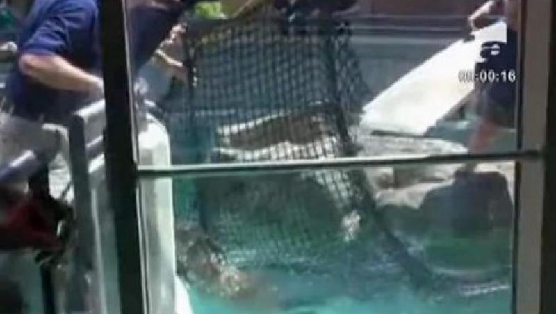 VIDEO! Vezi cum inoata o caprioara intr-un acvariu cu foci!