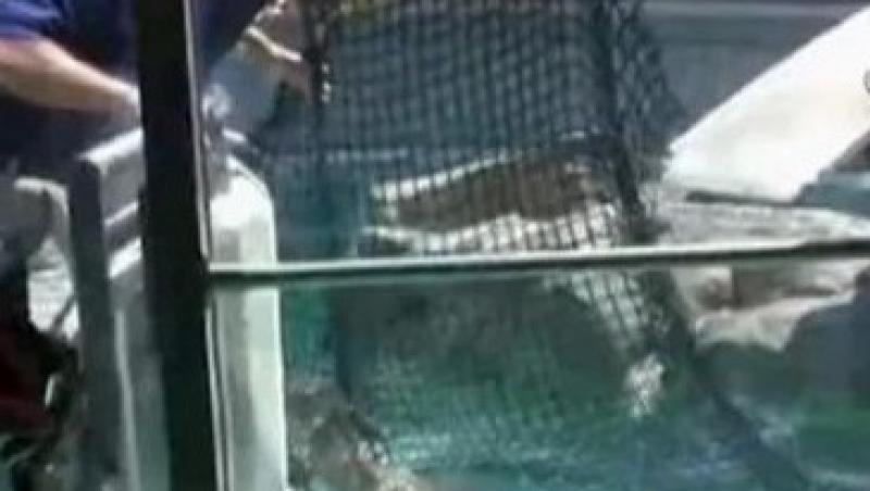 VIDEO! Vezi cum inoata o caprioara intr-un acvariu cu foci!