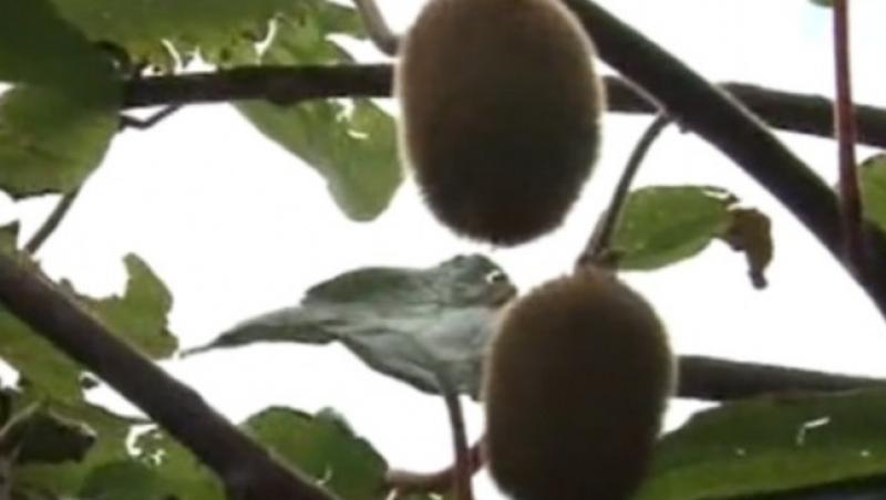 VIDEO! De acum puteti consuma kiwi produs in Romania