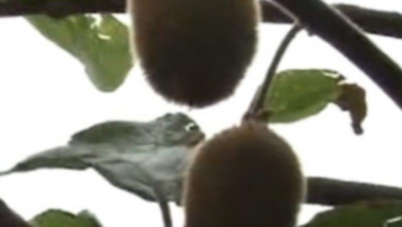 VIDEO! De acum puteti consuma kiwi produs in Romania