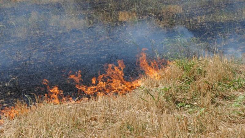 Vaslui: Un incendiu de proportii a distrus peste 90 de hectare de miriste