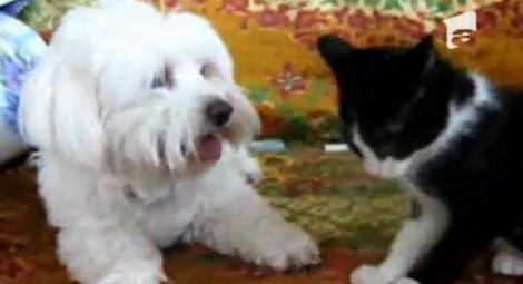VIDEO! Bataie "crunta" intre o pisica si un catel! Vezi cine castiga!