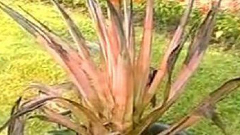 VIDEO! Cactus ce infloreste o singura data la 30 de ani, in premiera la Cluj