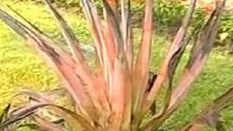 VIDEO! Cactus ce infloreste o singura data la 30 de ani, in premiera la Cluj