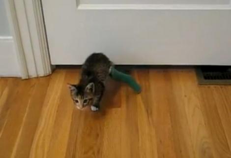 VIDEO! O pisica este de neoprit: Se strecoara pe sub usa cu piciorul bandajat