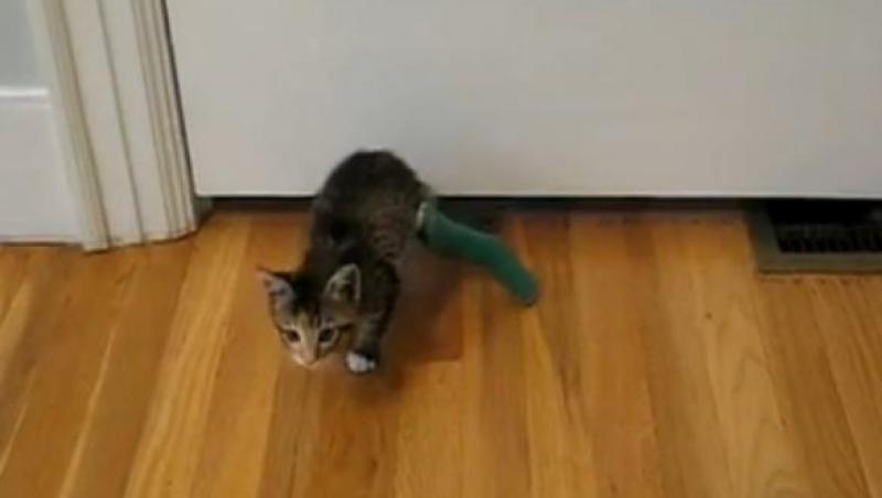 VIDEO! O pisica este de neoprit: Se strecoara pe sub usa cu piciorul bandajat