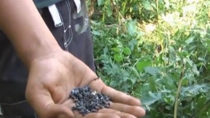 VIDEO! Doi copii din Piatra Neamt s-au intoxicat cu semintele unei plante otravitoare