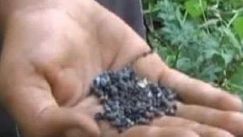 VIDEO! Doi copii din Piatra Neamt s-au intoxicat cu semintele unei plante otravitoare