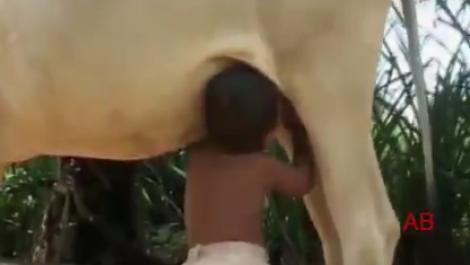 VIDEO! Un baietel suge lapte direct de la vaca!