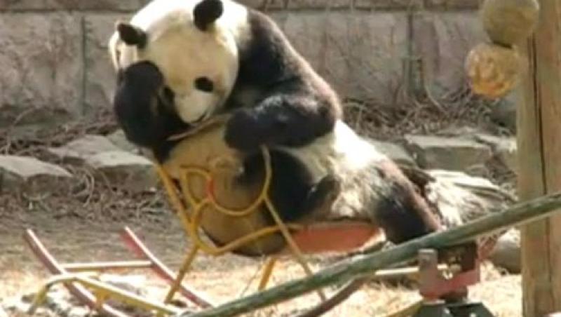 VIDEO! Vezi cum se da ursul panda in balansoar!