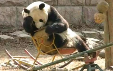 VIDEO! Vezi cum se da ursul panda in balansoar!