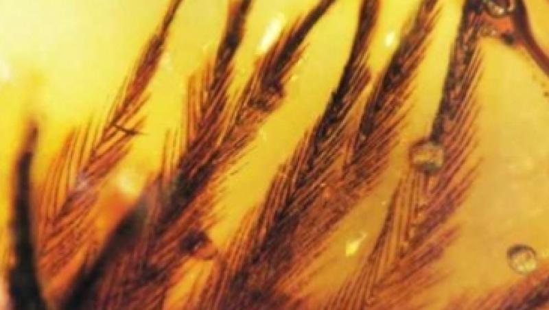 Pene de dinozaur, descoperite in rasina fosilizata in Canada