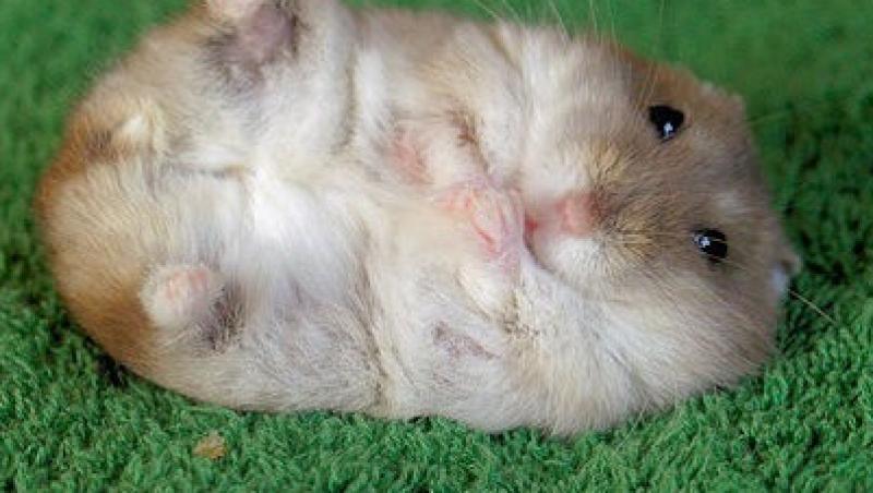 Sfaturi pentru cresterea unui hamster