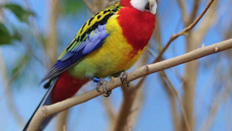 Papagalul Rosella iti coloreaza viata!