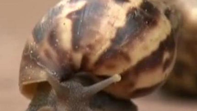 VIDEO! Americanii din Miami sunt invadati de melci-gigant