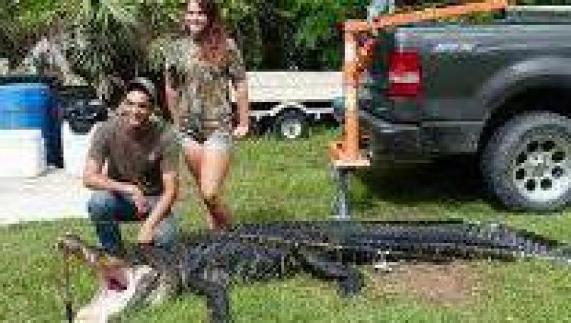 Vezi cel mai mare aligator capturat in Florida!