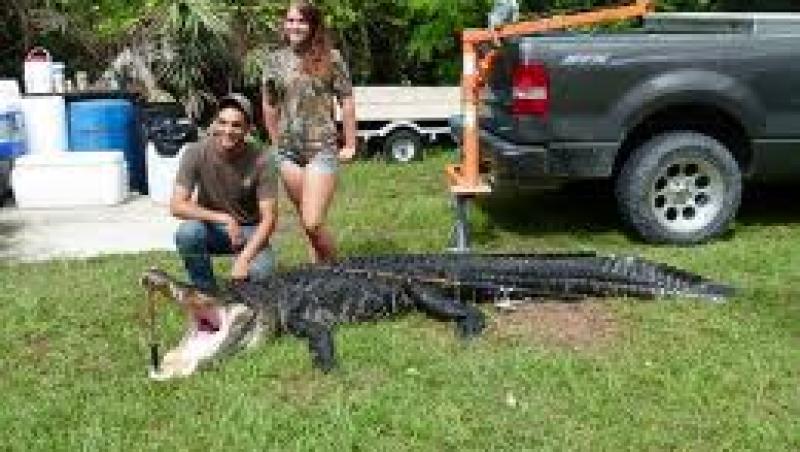 Vezi cel mai mare aligator capturat in Florida!