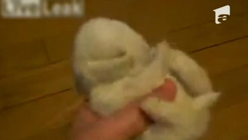 VIDEO! Noua vedeta pe internet: Puiul de iepure adormit
