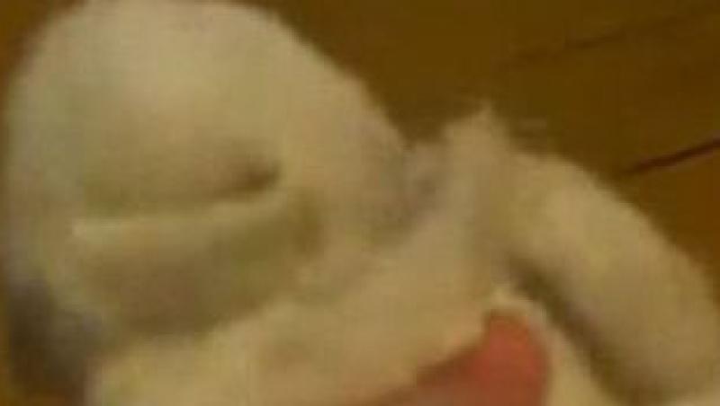 VIDEO! Noua vedeta pe internet: Puiul de iepure adormit