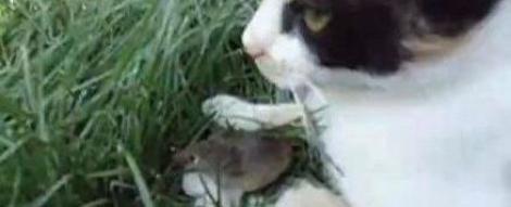 VIDEO! Tom si Jerry inedit: O pisica si un soricel, cei mai buni prieteni