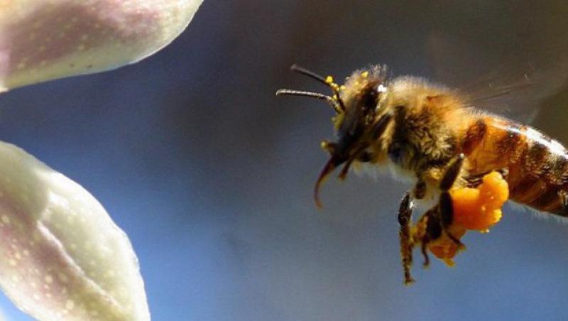 Albinele si viespile au devenit mai agresive din cauza secetei