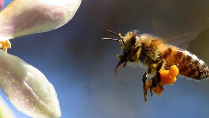 Albinele si viespile au devenit mai agresive din cauza secetei