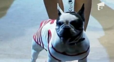 VIDEO! Spectacol de moda pentru caini, la Buenos Aires