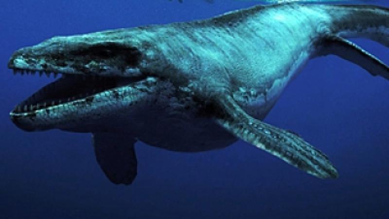 Sea Rex - IMAX 3D:Calatorie in lumea preistorica - (AG)