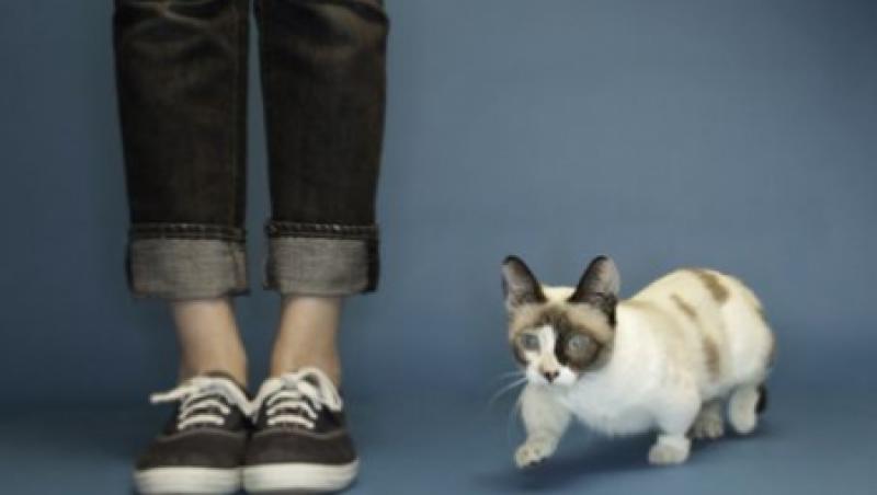 Fizz, cea mai scunda pisica din lume, are doar 10 centimetri