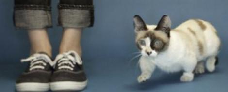 Fizz, cea mai scunda pisica din lume, are doar 10 centimetri