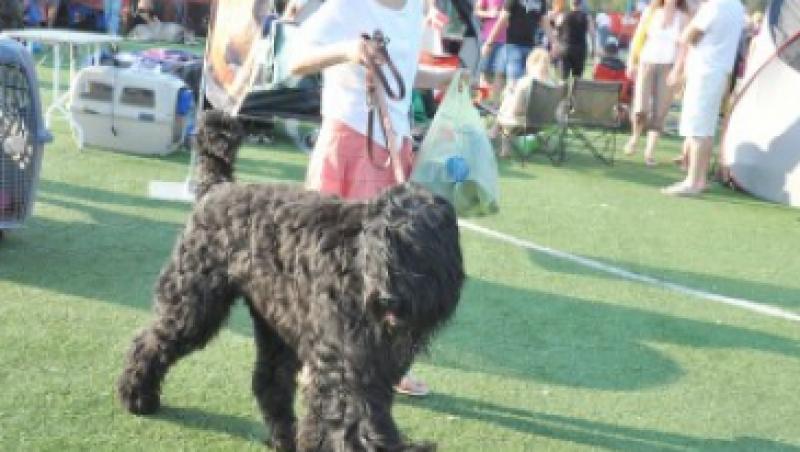 Expozitie canina cu peste 500 de exemplare la Alba Iulia