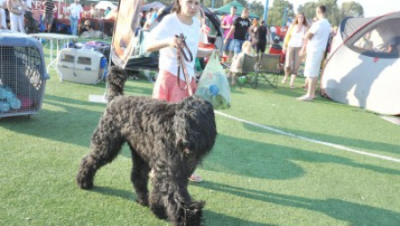 Expozitie canina cu peste 500 de exemplare la Alba Iulia
