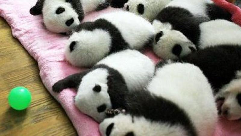 FOTO! Pui de Panda Urias, ingrijiti intr-un patut de spital
