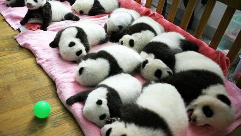 FOTO! Pui de Panda Urias, ingrijiti intr-un patut de spital