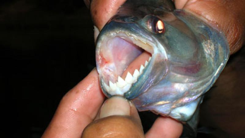 Veste proasta pentru turistii din Brazilia: Pestii Piranha ataca plajele